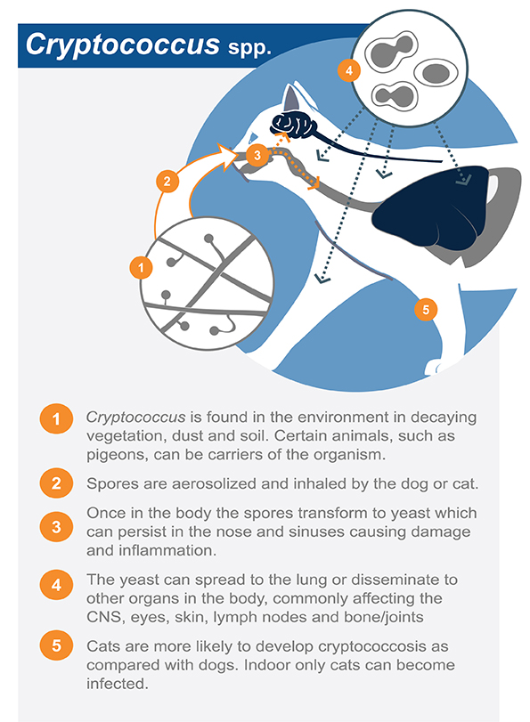 Cryptococcus infection | Cat Specialist Services