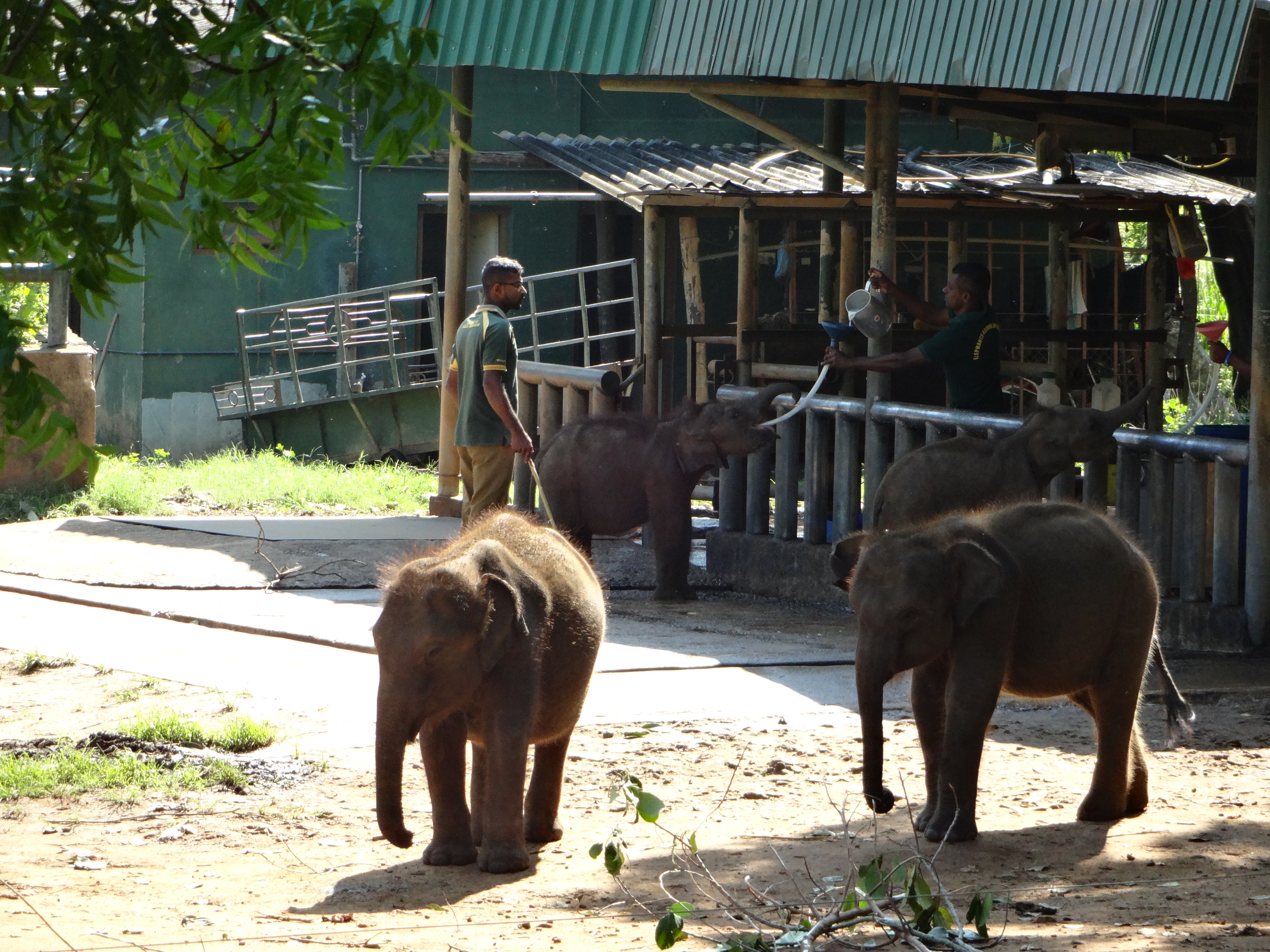 Snapshot: Udawalawe Elephant Transit Home - Inspiring Vacations