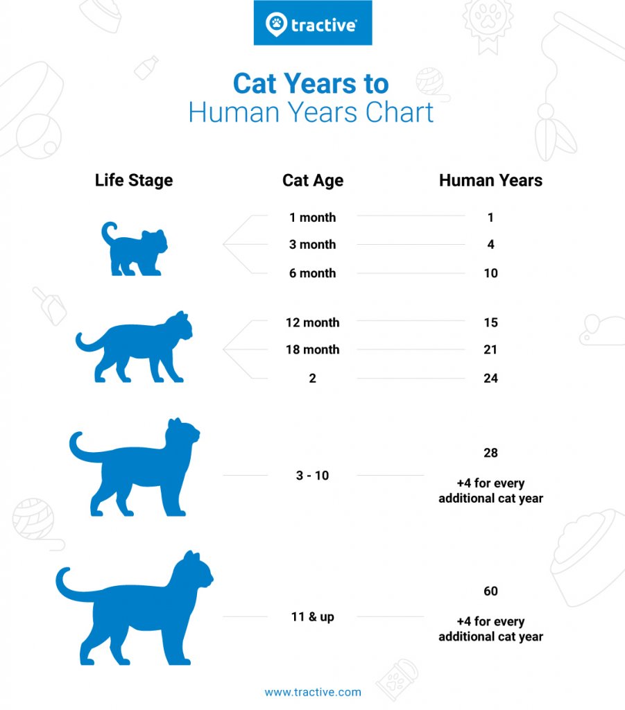 Cat Years to Human Years: How old is your cat really? - Tractive