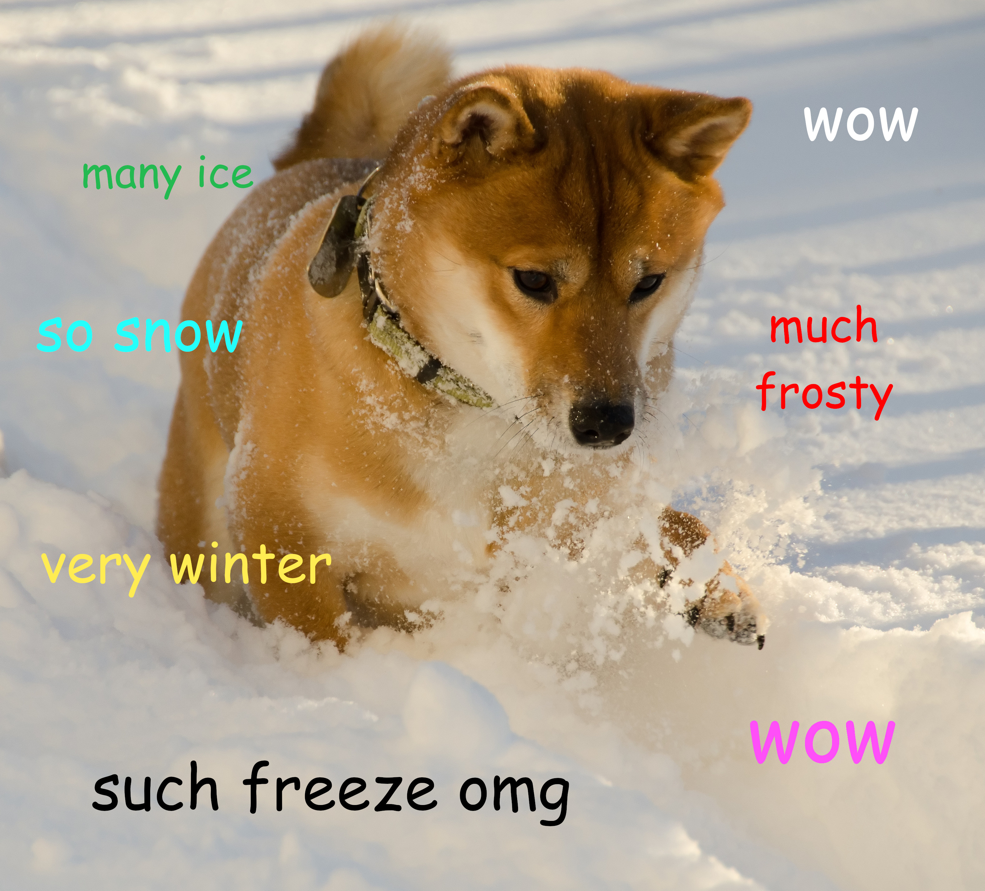 Doge (meme) - Wikipedia