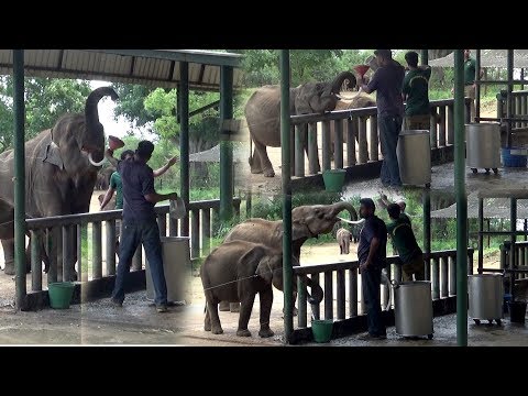 Udawalawe Elephant Orphanage (Eth Athuru Sevana)