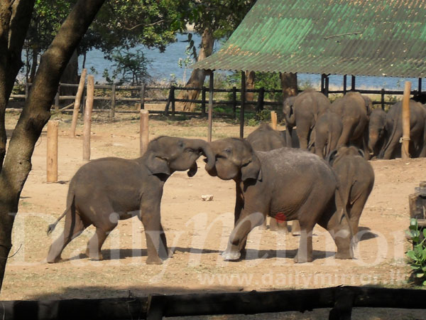 Udawalawe Elephant Transit Home - Wikipedia