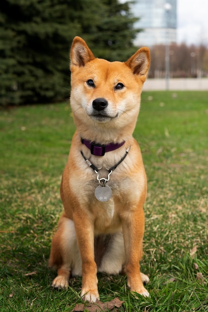 SHIBA INU X price today, SHIBA to USD live price, marketcap and chart | CoinMarketCap