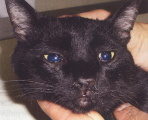 Diagnosis and Treatment of Cryptosporidium and Isospora in Cats - WSAVA - VIN