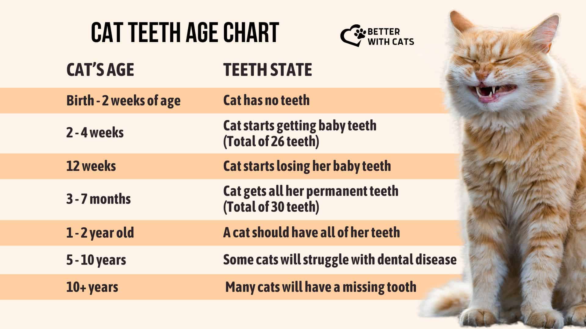 Cat Years Calculator: How Old is my Cat in Human Years? | Purina