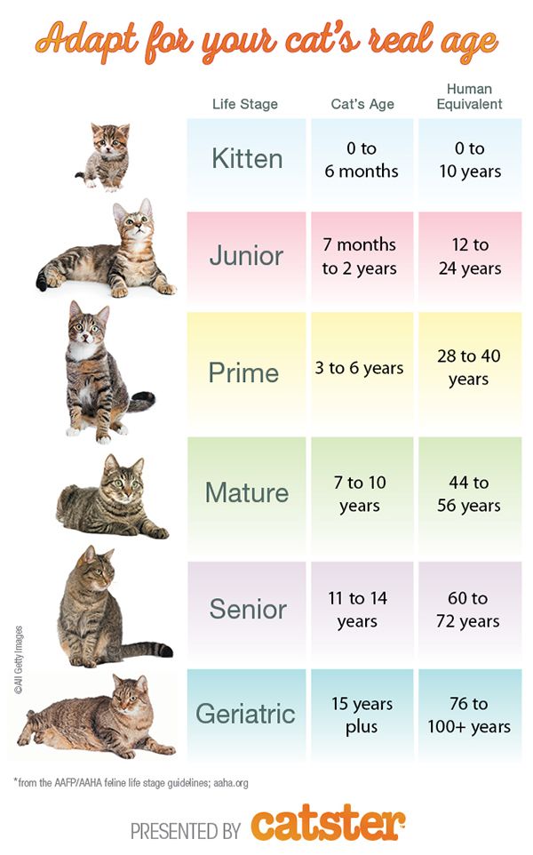 Kitten ageing chart | Advice on kittens | Cats Protection