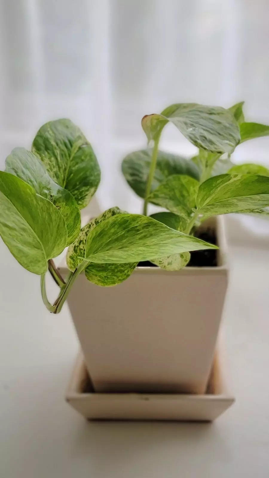 11 Best Indoor Plants for Oxygen: Oxygen-Producing Plants – Greenkin