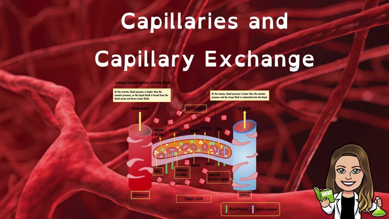 Respiratory Lectures - NinjaNerd Medicine