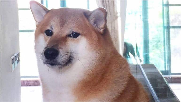 Cheems, the Shiba Inu meme dog, has died | Hacker News