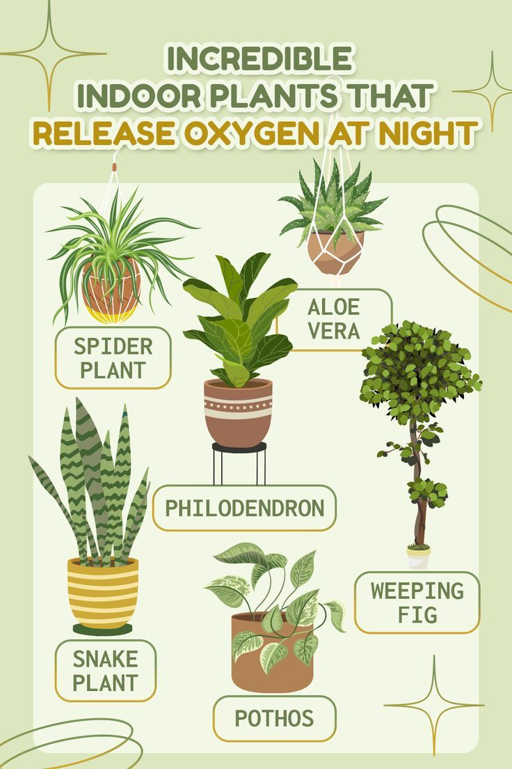 13 Plants That Give Oxygen 24 Hours - Harvest Indoor