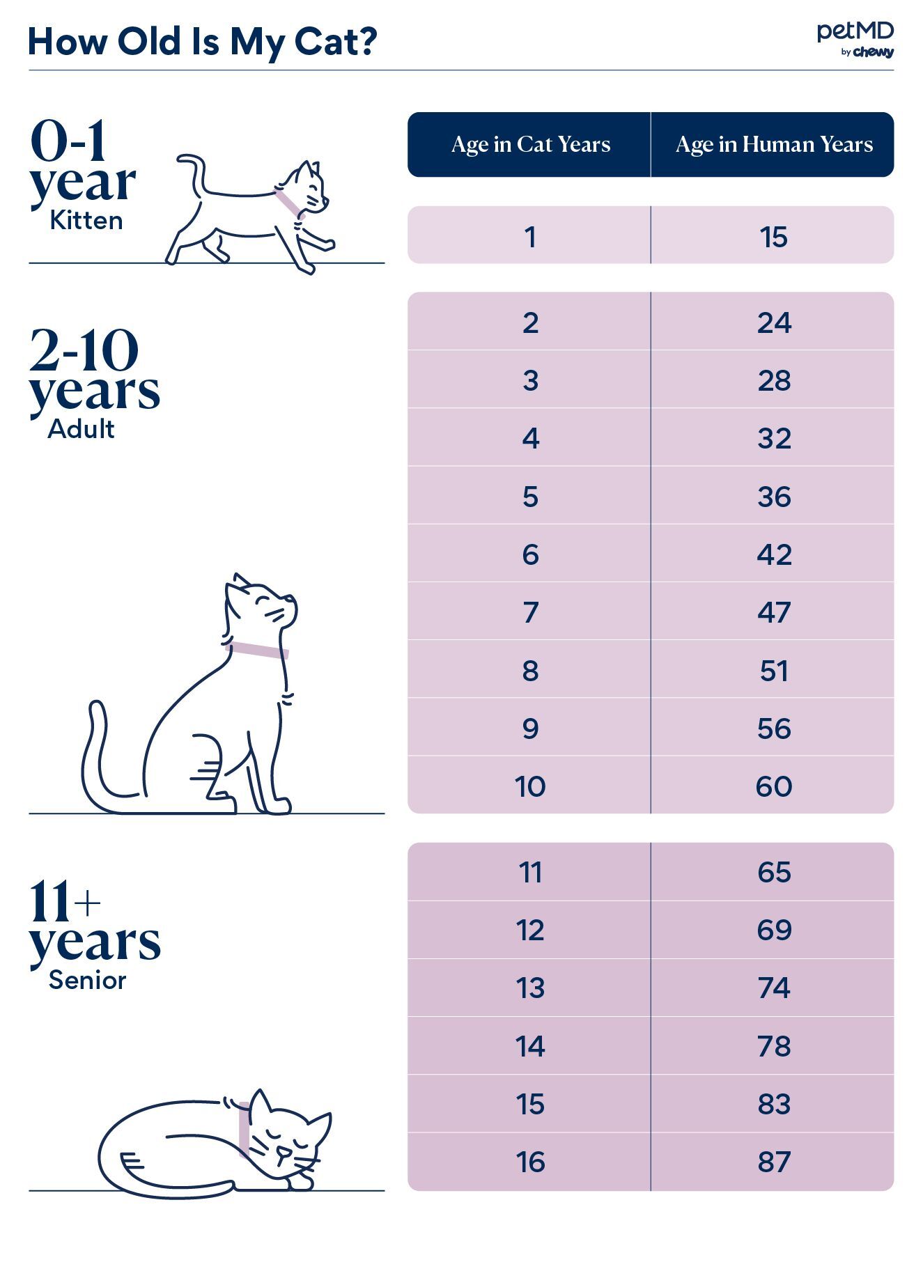 Cat Years to Human Years | Companion Veterinary Hospital