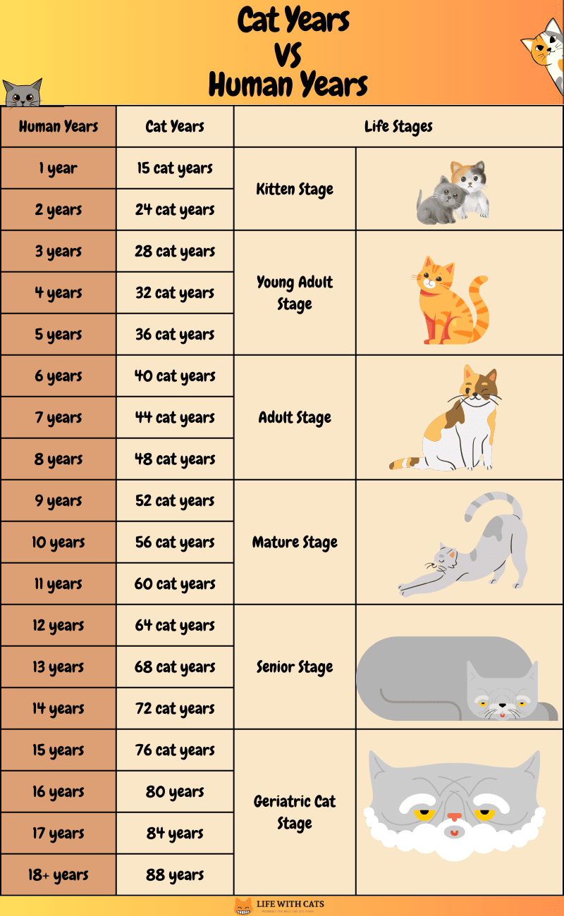 How Old Is Your Cat in Human Years? | Cat age chart, Cat years, Cat ages