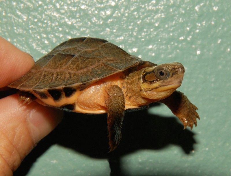 Chinese Golden Thread Turtles for sale | The Turtle Source