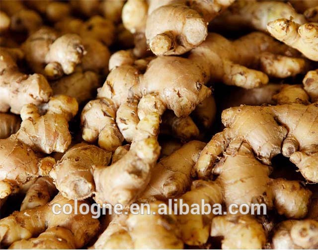 Zingy And Deliciously Flavorsome export price of fresh organic ginger - family-gadgets.ru
