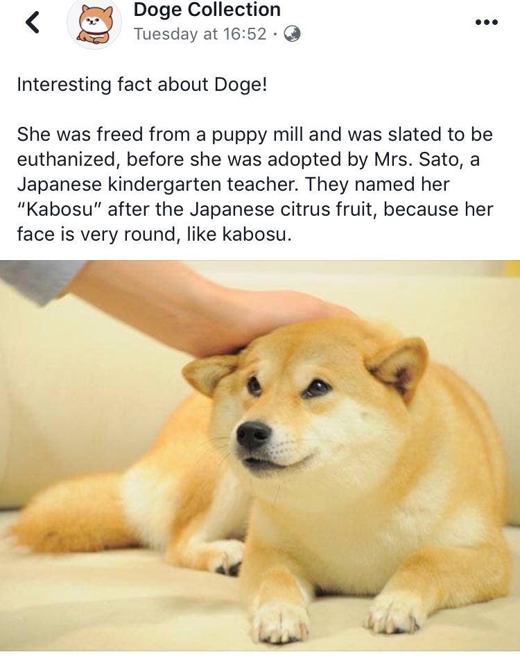 Doge Memes: A Complete History of Shiba Inu-Inspired Memes