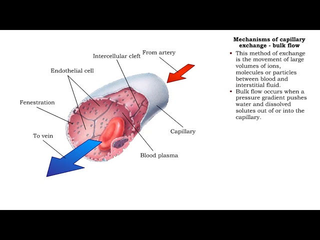 Blood Supply and Nervous Innervation of the Lungs - StoryMD