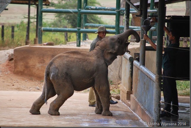 Visit the Elephant Transit Home | Sri Lanka | Audley Travel UK