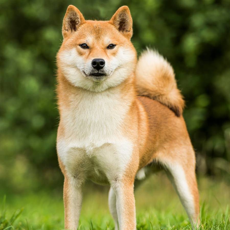 Buy Shiba Inu - SHIB Price Today, Live Charts and News