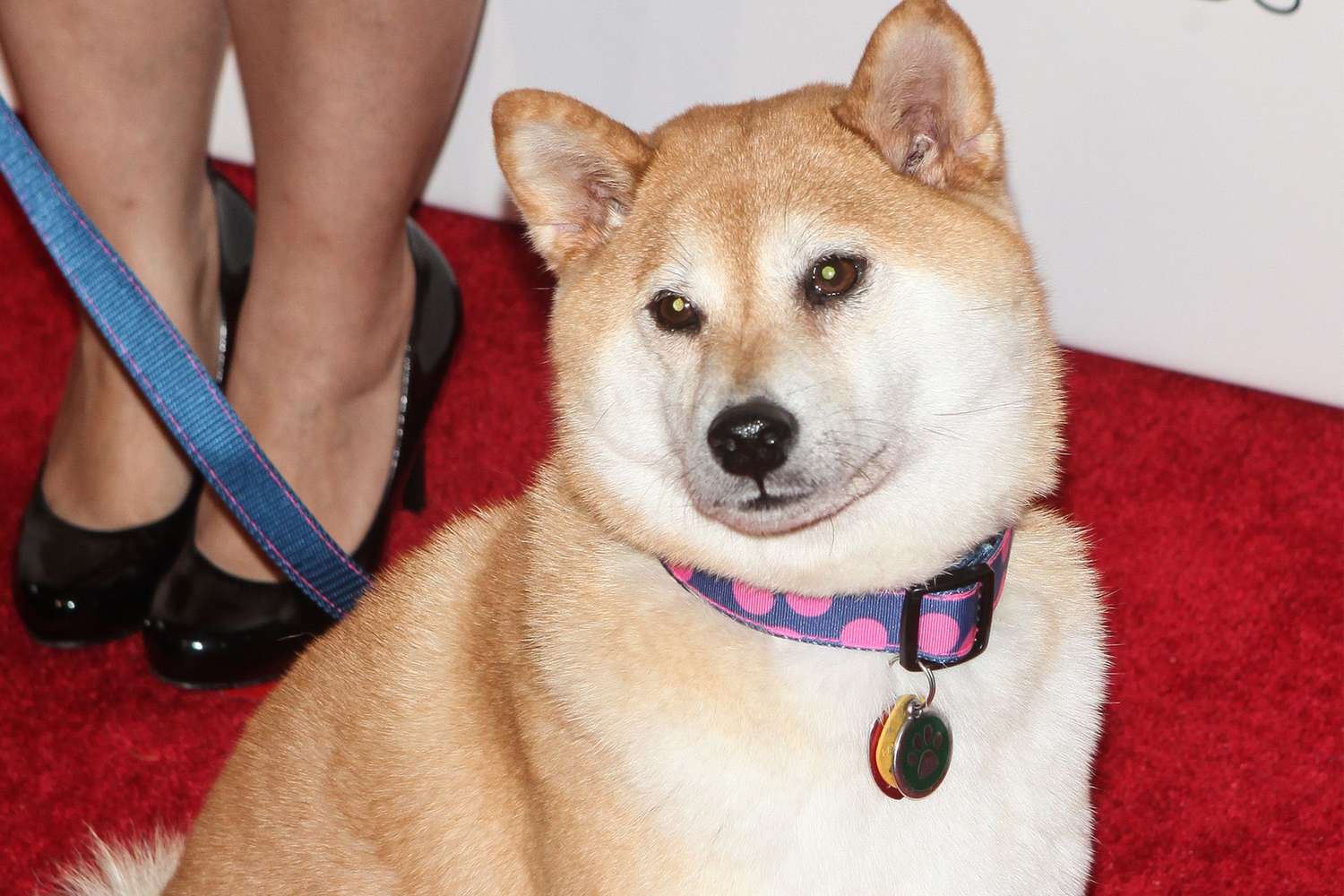Shiba Inu That Inspired 'Doge' Meme Severely Ill, Says Owner