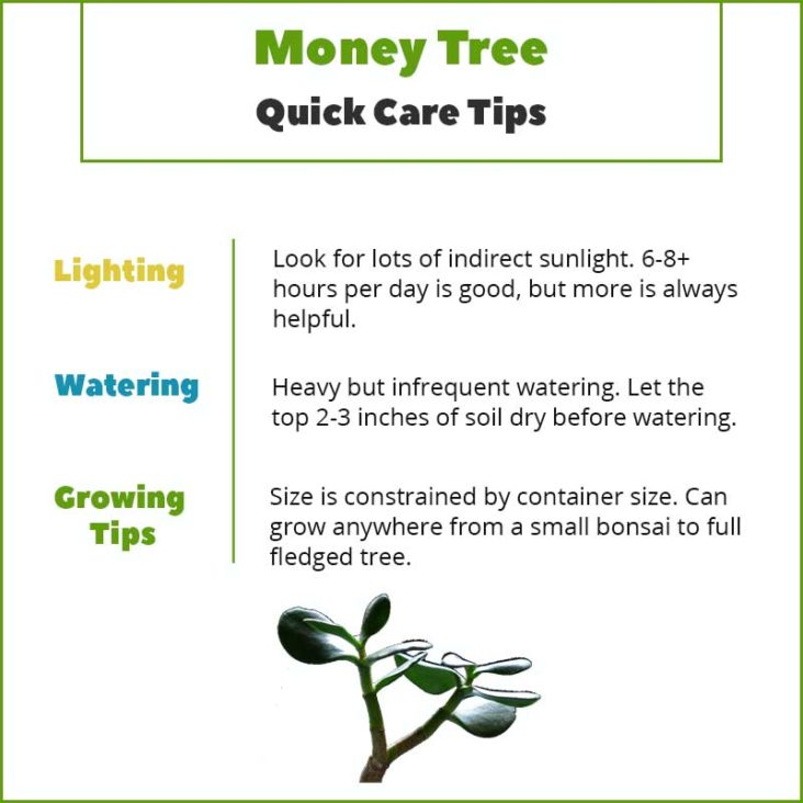 Chinese Money Plant Tips - How to Care for a Pilea Peperomioides