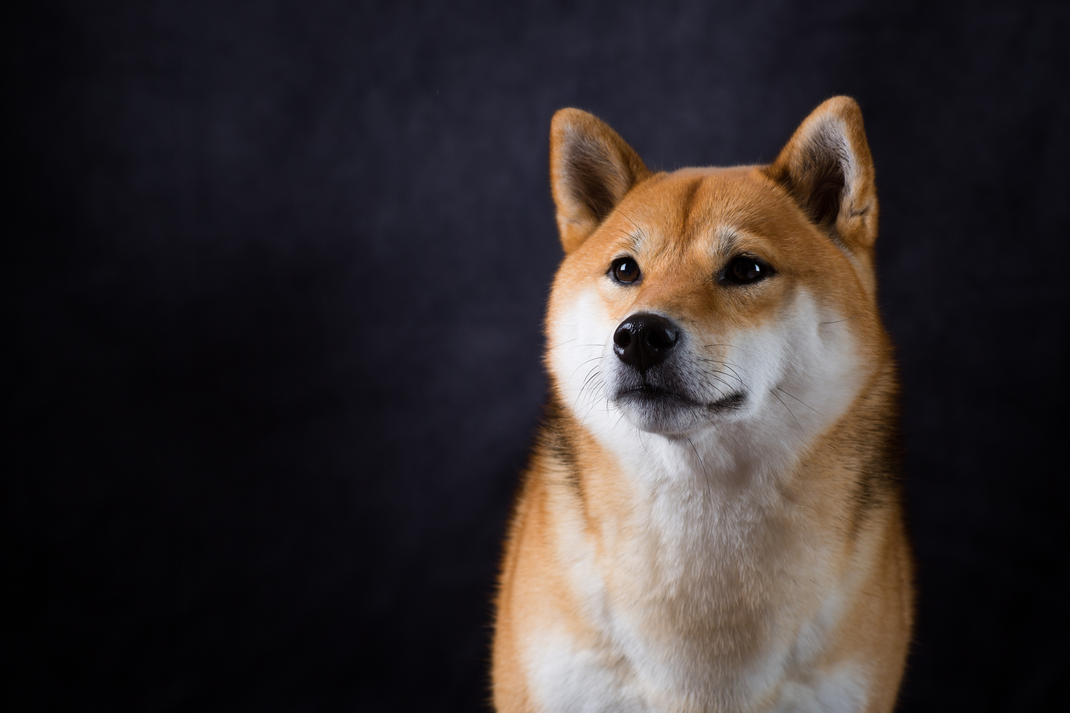 Is It Time to Sell Shiba Inu?