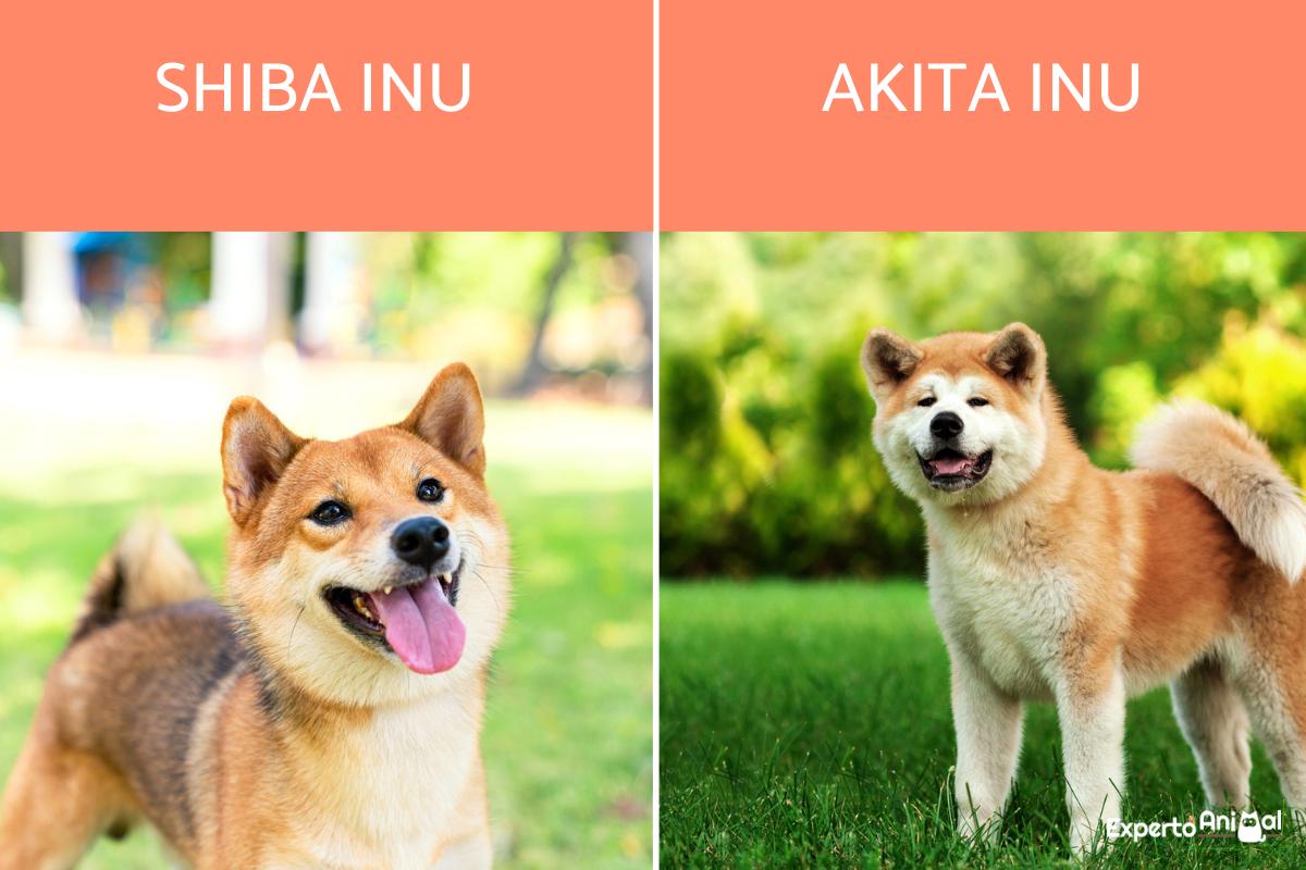 Shiba Inu Announces Big SHIB Name Debut and Airdrop for Users