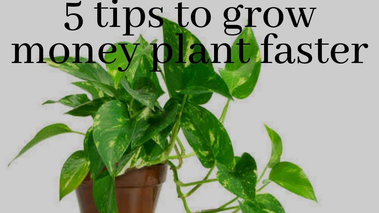 Ultimate Guide: How to Care for your Chinese Money Plant | Between Two Thorns