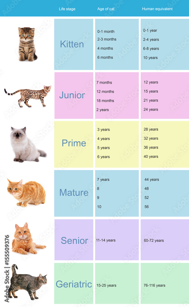 Feline Life Stages – The Cat Doctor