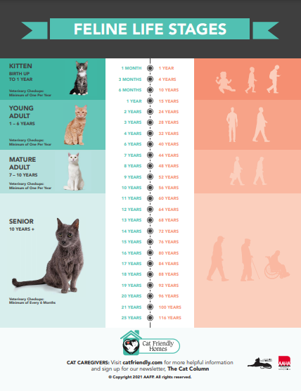 The Cat Practice - Veterinarian in Oak Park, IL US :: Age Chart