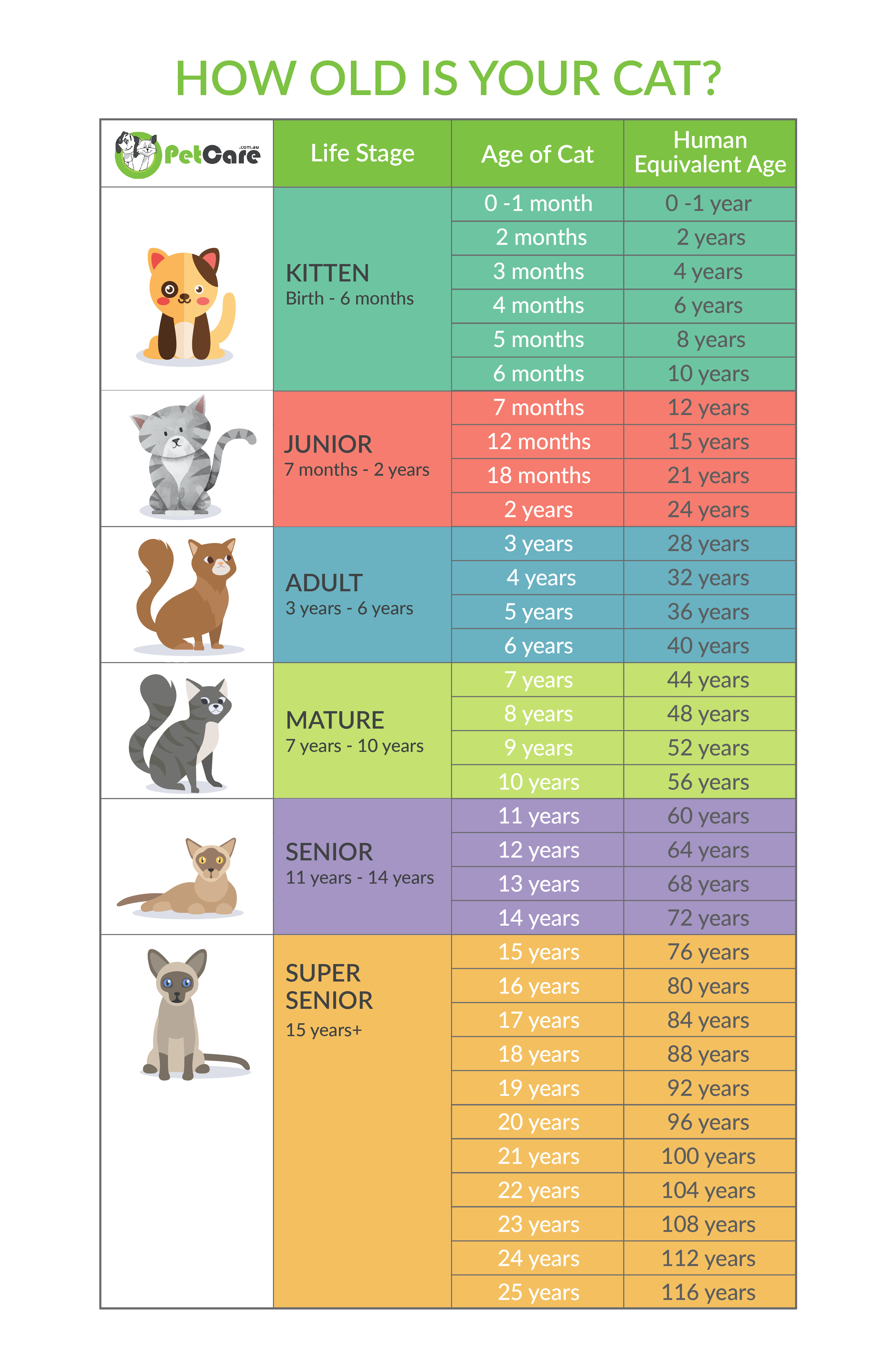 Cat Age Chart | Safe Haven Humane Society