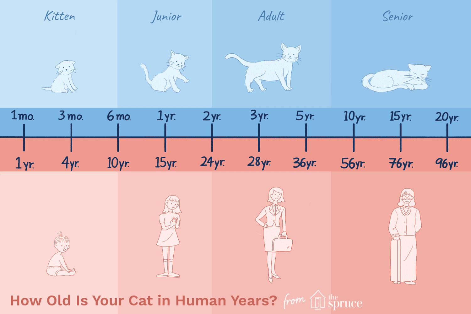 Cat Years Chart to human years infographic | Cat years, Cat years chart, Cat ages