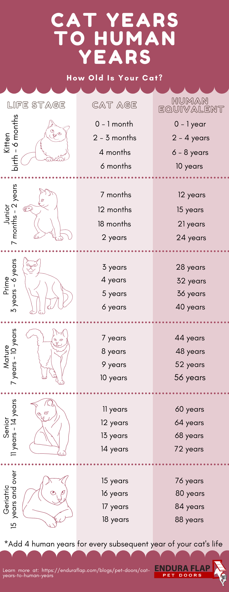 How Old Is Your Cat in Human Years?