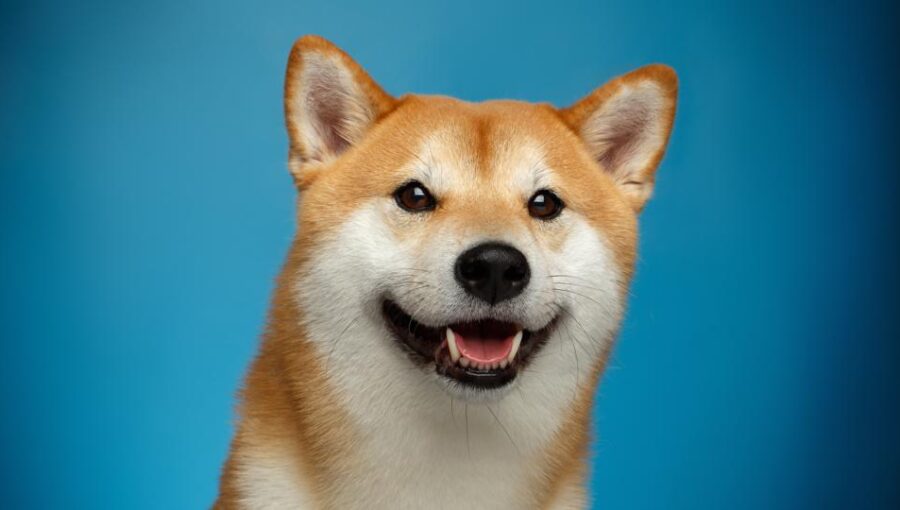 Doge (meme) - Wikipedia