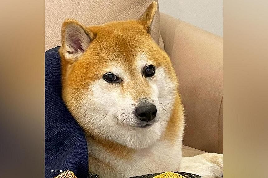 Shiba Inu made famous by viral ‘doge’ meme dies after cancer battle | The Independent
