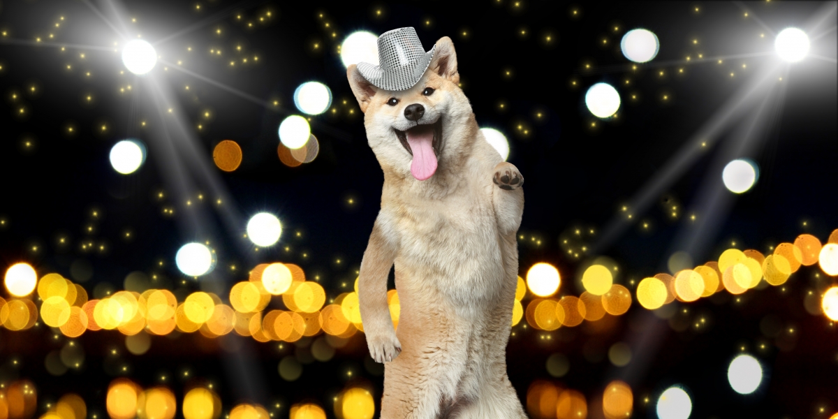 Dogecoin Addresses in Profit Rise to 65% as Price Reaches Five-month High