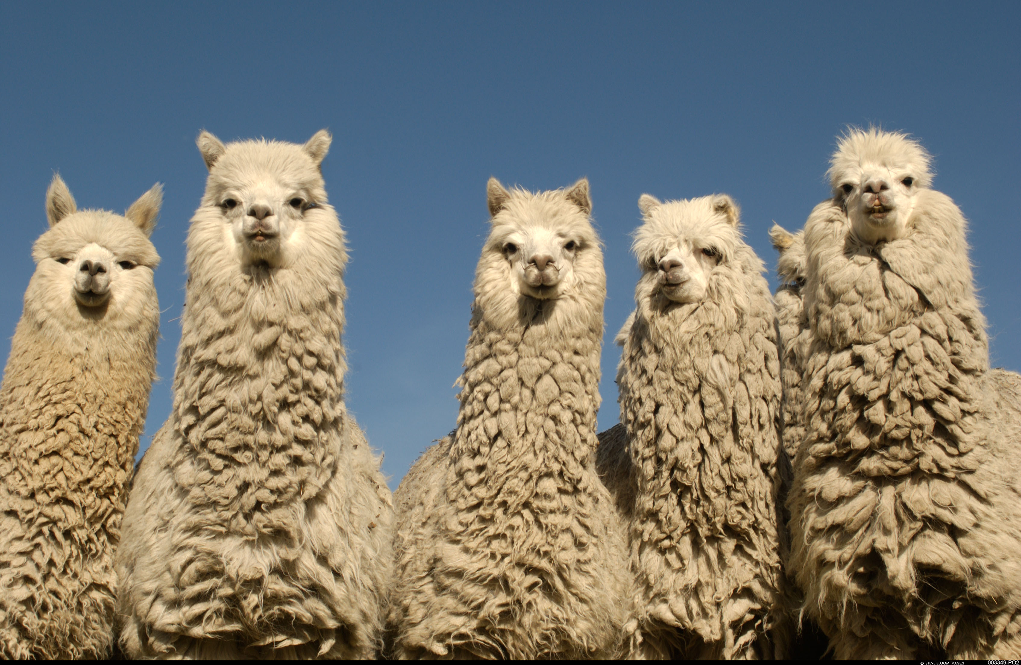 Alpaca Trading Review: Everything You Need to Know