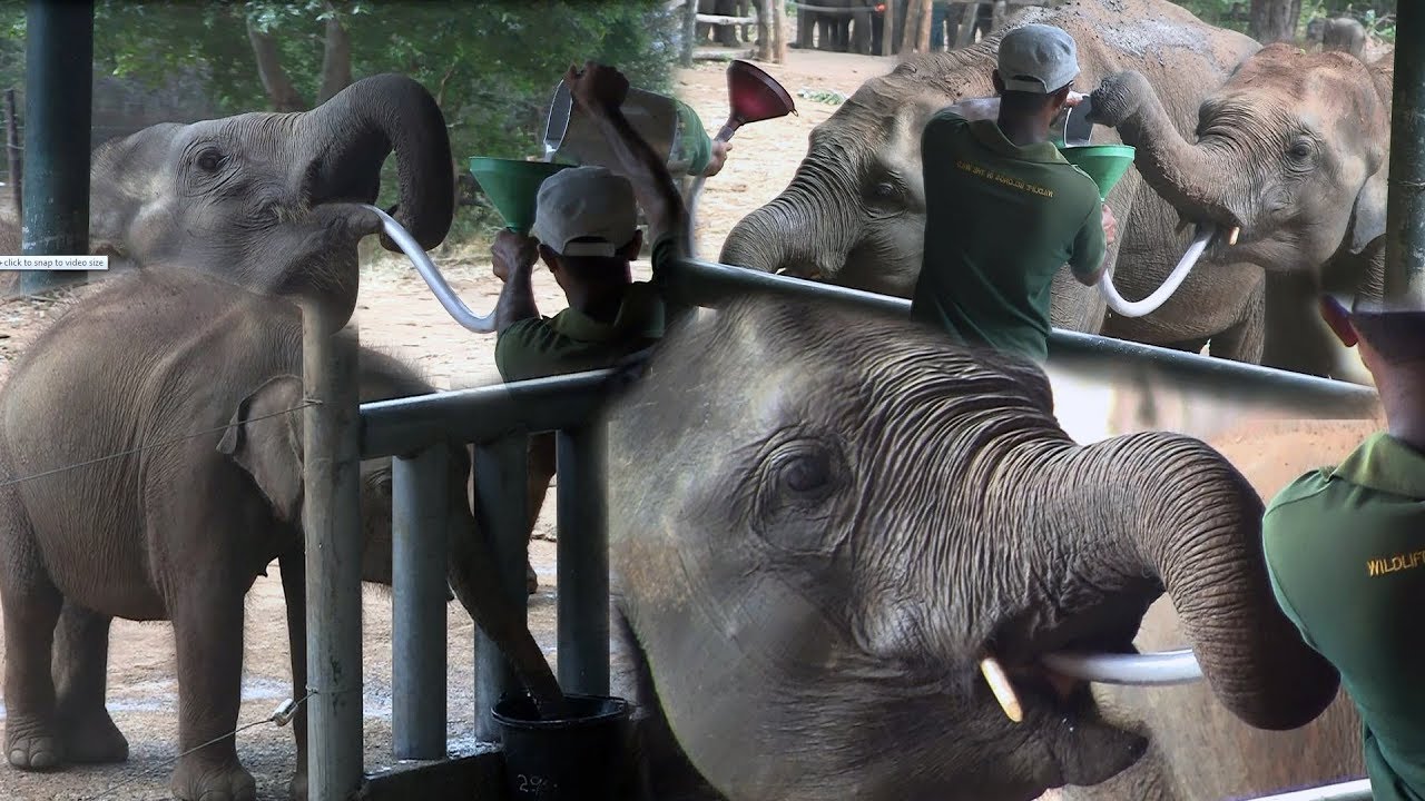 Elephant Transit Home (ETH), Uda Walawe National Park | DestiMap | Destinations On Map