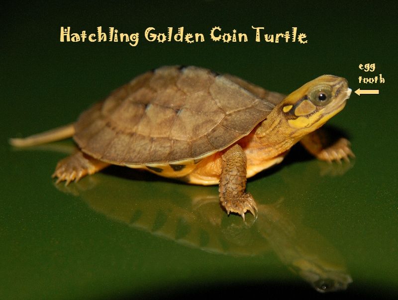 Golden Coin Turtle Female ID#GCTM01 – East Bay Vivarium
