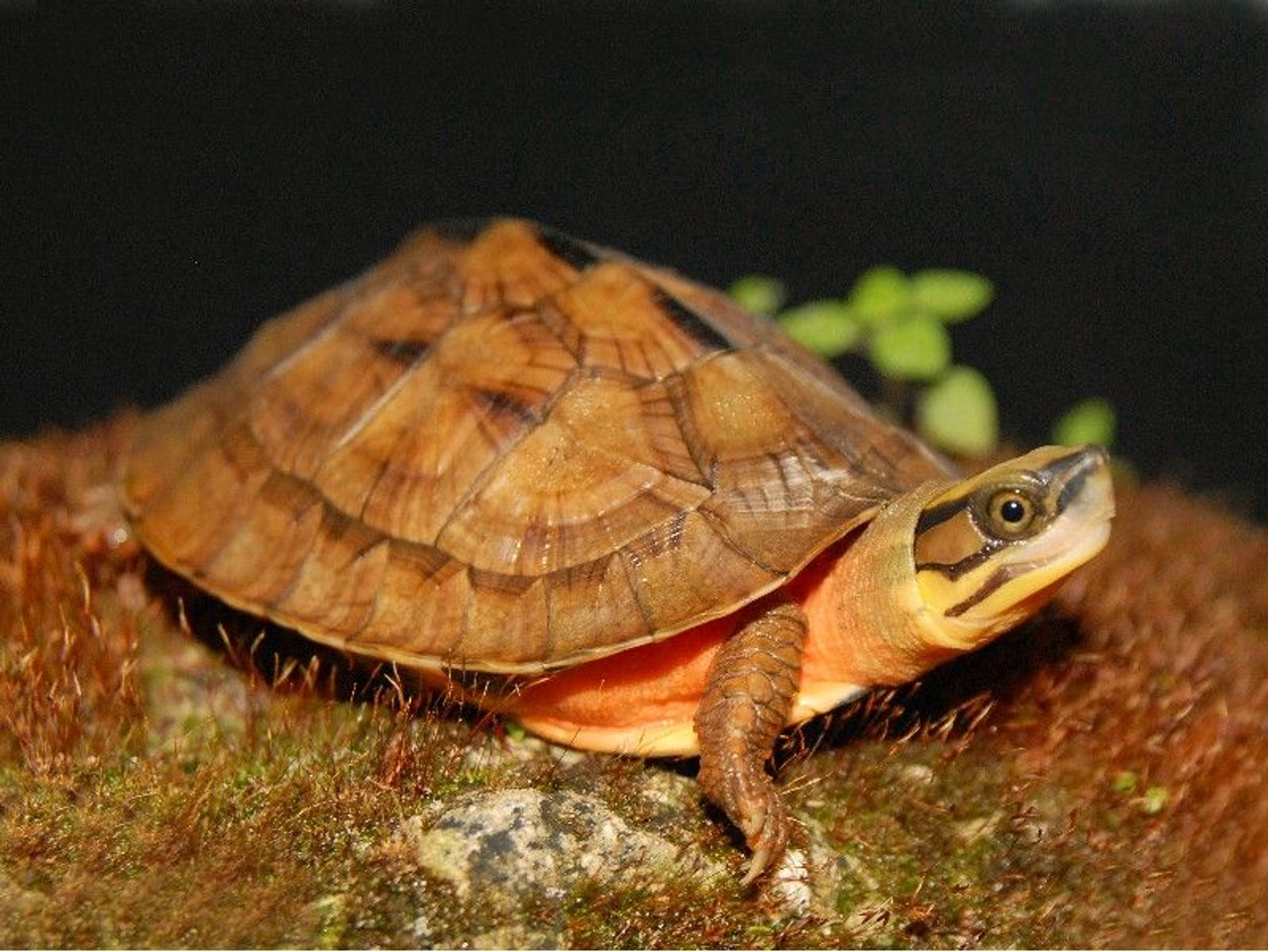 Turtle Conservancy — Golden Coin Turtle Program