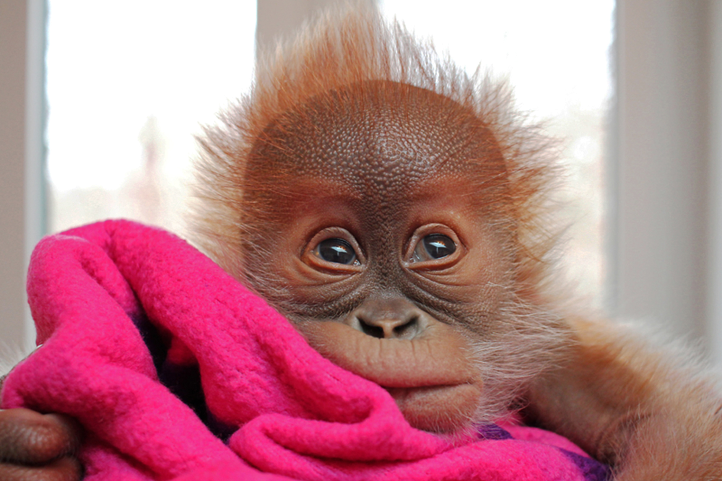 Mini Monkey Finger Puppet | Hawaiian Children's Books & Gifts | Hawaiian Children's Books & Gifts