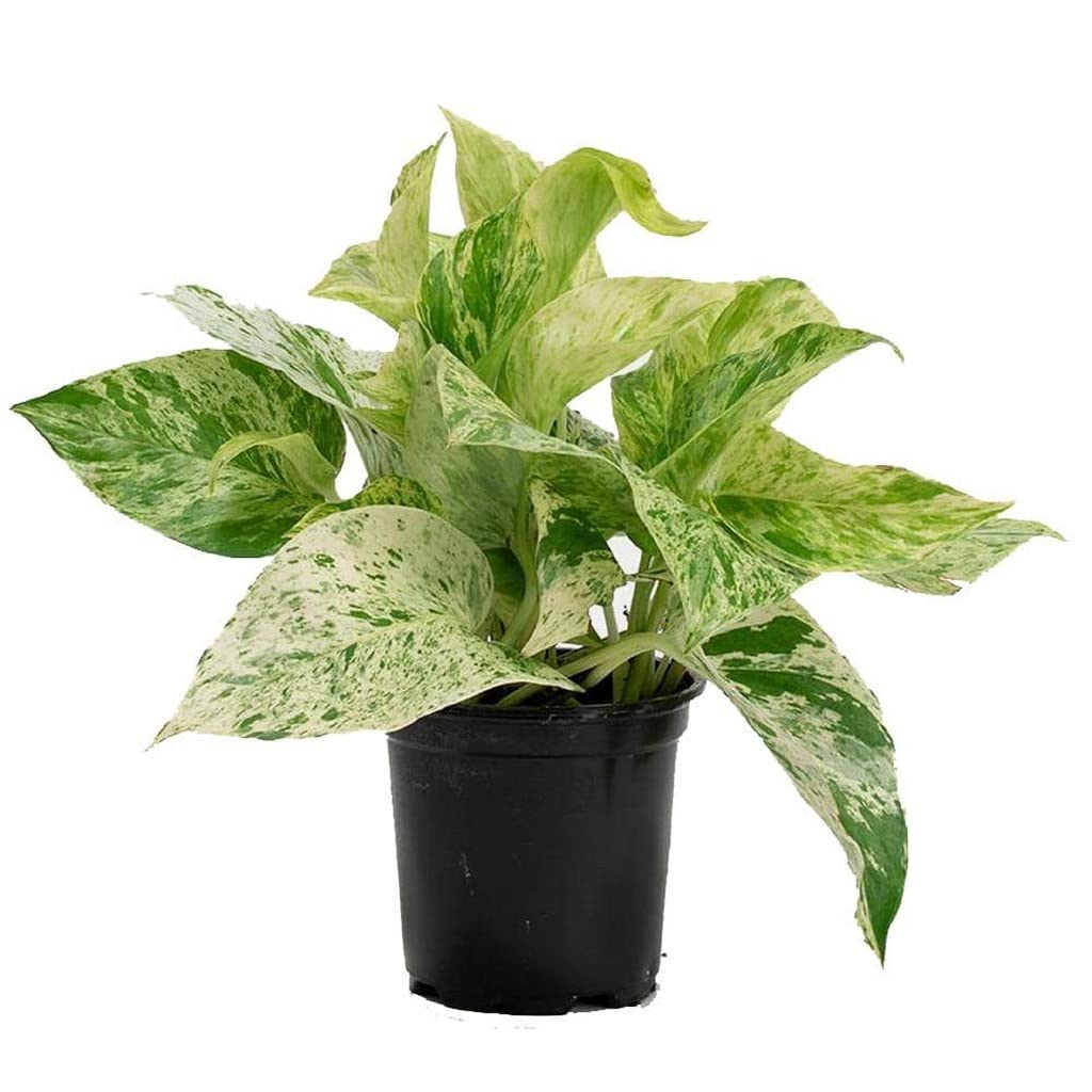 How to Care for a Chinese Money Plant – Cheeky Plant Co.