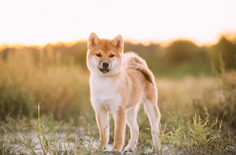 Shiba Inu Price — SHIB to USD Chart — TradingView